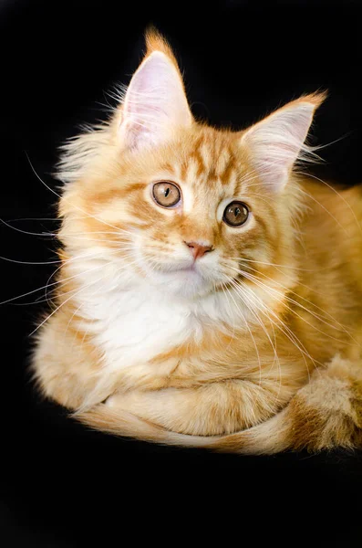 Maine Coon cat of red color, with fluffy red hair, on a black background. He has a long mustache and tail and very large paws, fluffy hair. Maine Coon kitten who is 2 months old.