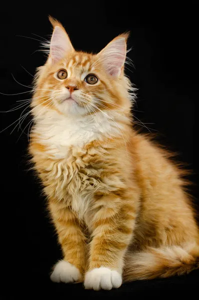 Maine Coon Cat Red Color Fluffy Red Hair Black Background — Stock Photo, Image