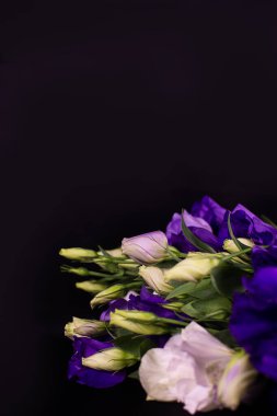 Siyah arka planda Eustoma çiçekleri. Siyah arkaplanda beyaz ve mor renkte Eustoma çiçekleri..