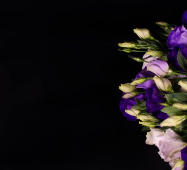 Siyah arka planda Eustoma çiçekleri. Siyah arkaplanda beyaz ve mor renkte Eustoma çiçekleri..