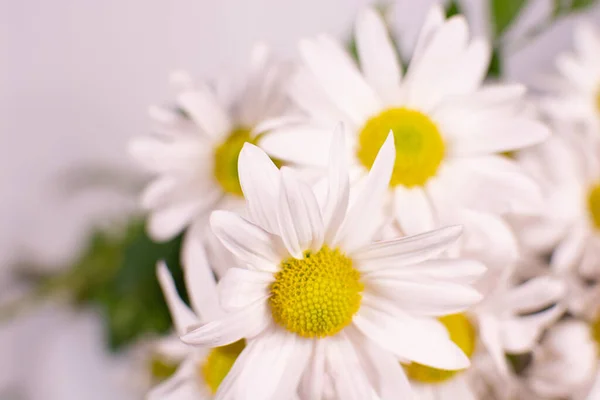 Bouquet of daisies on a white background.