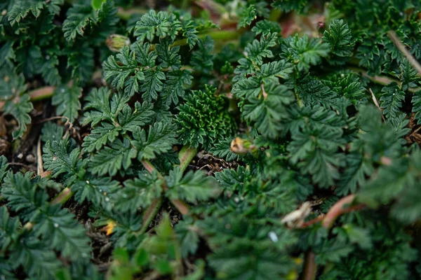 Sluiten Van Groene Klavertjes — Stockfoto