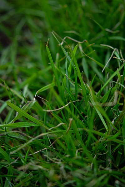 Зелені Рисові Поля Краплі Роси Листках Рису — стокове фото