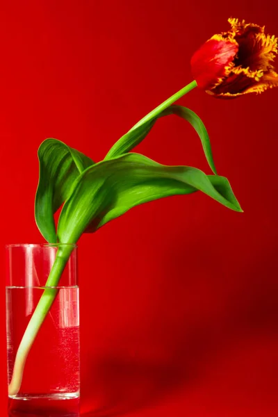 Red tulips in a glass vase. Tulip stem. International Women\'s Day. Tulips on a red background.