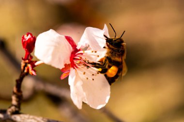 Yakın kadar olan bal arısı bahar beyaz çiçekleri ile elma ağacı üzerinde