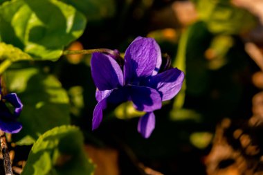 Bahar çiçekleri. Mor menekşeler bahar ormanlarında çiçek açar. Viola odorata.
