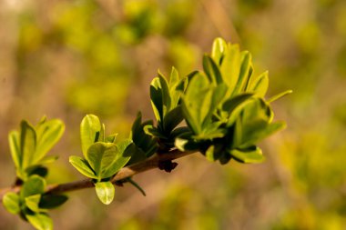 Çin karaağacı yaprakları sonbaharda sararır.