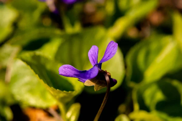 Fleurs Printanières Violettes Fleurs Violettes Fleurissent Dans Forêt Printemps Viola — Photo