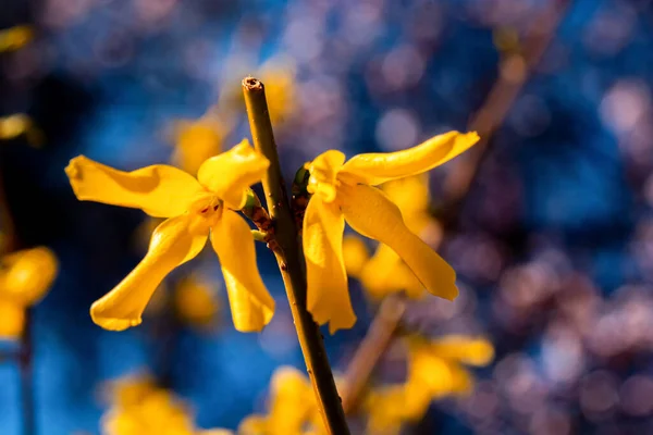 Fioritura Primavera Fiori Arbusti Gialli Forsythia Intermedia Confine Forsythia — Foto Stock
