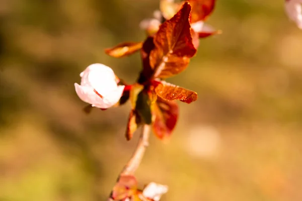 Krásné Broskvové Květy Uzavřít Nahoru Jako Pozadí — Stock fotografie