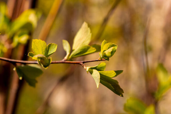 Листья китайского вяза пожелтели осенью