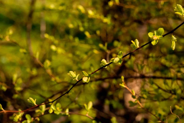 Blätter Der Chinesischen Ulme Werden Herbst Gelb — Stockfoto