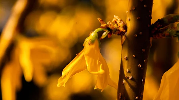 Blühende Frühlingshafte Gelbe Strauchblüten Forsythia Intermedia Randforsythie — Stockfoto