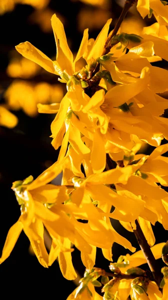 绽放的春天黄色灌木花 连翘中间体 边界连翘 — 图库照片