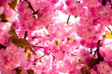 Pembe kiraz ağaçları çiçek Park bahar mevsiminde