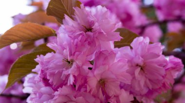 Pembe kiraz ağaçları çiçek Park bahar mevsiminde