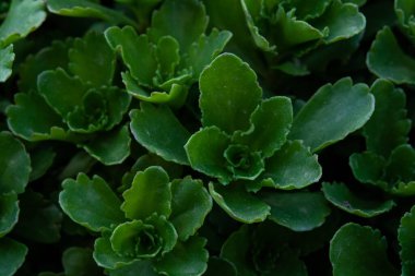 Yapraklar ve dikey bitkilerle yeşil arkaplan.