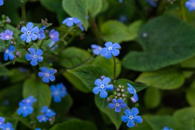 Çiçek açan küçük mavi çiçekler. Küçük mavi çiçekler. Bahar çiçekleri.
