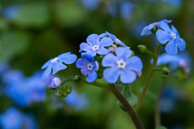 Çiçek açan küçük mavi çiçekler. Küçük mavi çiçekler. Bahar çiçekleri.