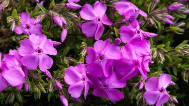 Kataranthus gülü veya madagaskar menekşeli mor çiçekler