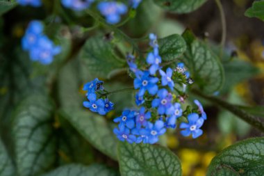 Çiçek açan küçük mavi çiçekler. Küçük mavi çiçekler. Bahar çiçekleri.
