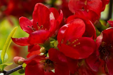 Baharda Çin ayva çiçeği. Kırmızı Japon aygırı ilkbaharda çiçek açar. Chaemnomeles Superba 'nın kırmızı çiçekleri