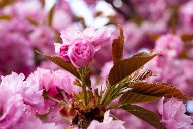 Pembe kiraz ağaçları çiçek Park bahar mevsiminde