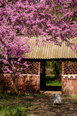 Boş piknik barınağı ve bir bahar günü parkta masalar. Açık hava ahşap yapısı ve piknik masaları.