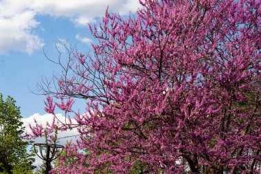Bahar Çiçekleri. Mor Cercis Canadensis veya Doğu Kızıltomurcuğu. Kiraz çiçeği. Sakura çiçeğindeki arılar.