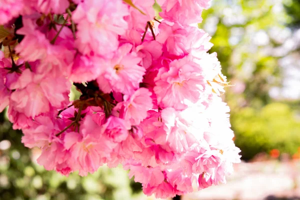 Pembe Kiraz Ağaçları Çiçek Park Bahar Mevsiminde — Stok fotoğraf