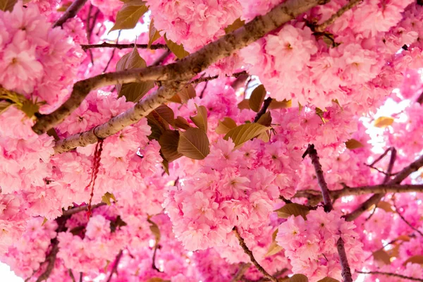 Pembe kiraz ağaçları çiçek Park bahar mevsiminde