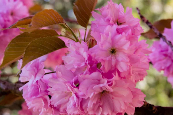 春天期间公园里盛开的粉红樱桃树 — 图库照片