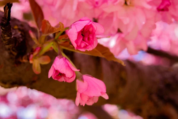 Rosa Körsbärsträd Blom Park Vårsäsongen — Stockfoto