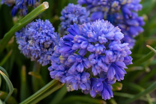 Muscari Armeniacum Διακοσμητικά Ανοιξιάτικα Λουλούδια Άνθιση Αρμένιος Υάκινθος Σταφυλιών Ανθισμένα — Φωτογραφία Αρχείου