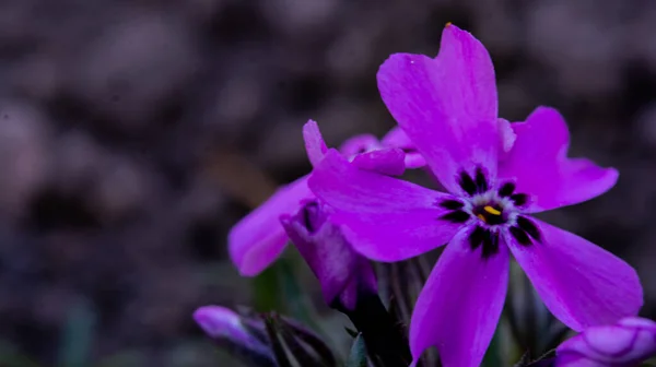 Catharanthus Roseus Madagascar Periwinkle Purple Flowers — стоковое фото