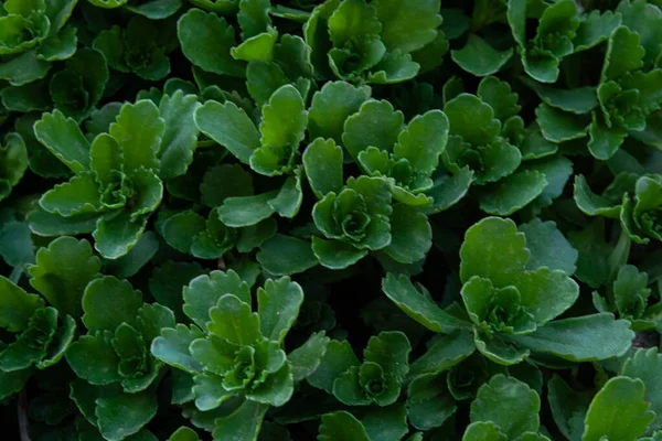 Groene Achtergrond Met Bladeren Verticale Planten — Stockfoto