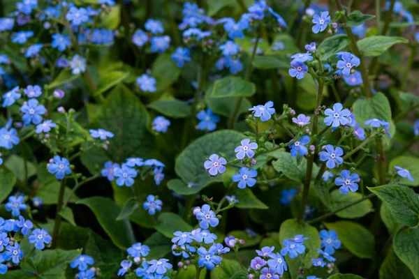 Blühende Kleine Blaue Blumen Kleine Blaue Blüten Frühlingsblumen — Stockfoto