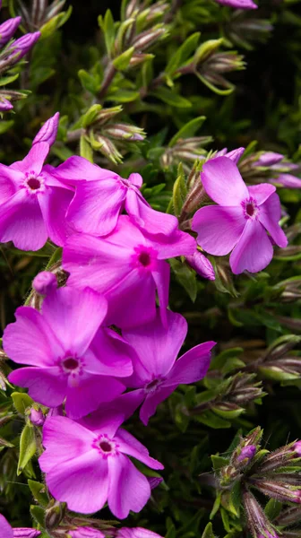 カサランサス バラやマダガスカル ペリウィンクル パープルの花 — ストック写真