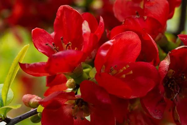 Baharda Çin ayva çiçeği. Kırmızı Japon aygırı ilkbaharda çiçek açar. Chaemnomeles Superba 'nın kırmızı çiçekleri