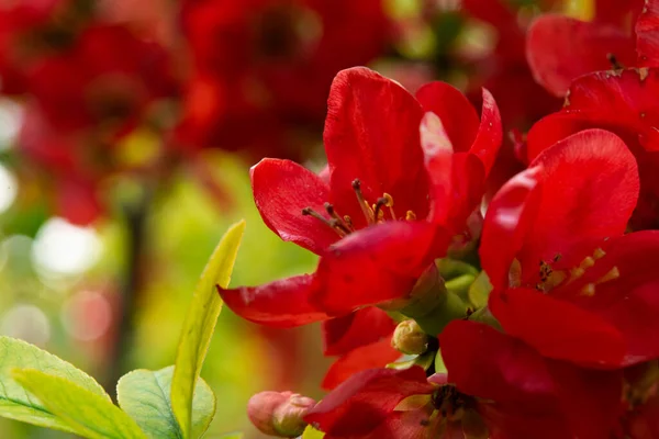 中国金丝雀在春天开花 红色的日本金雀花在春天盛开 Chaemnomeles Superba的红花 — 图库照片