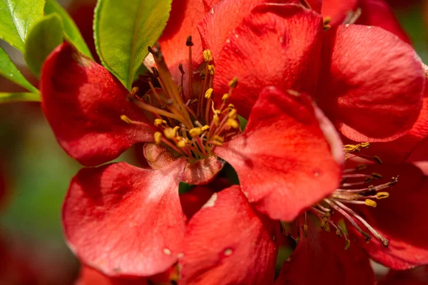 Baharda Çin ayva çiçeği. Kırmızı Japon aygırı ilkbaharda çiçek açar. Chaemnomeles Superba 'nın kırmızı çiçekleri