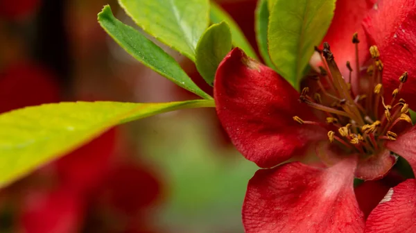 中国金丝雀在春天开花 红色的日本金雀花在春天盛开 Chaemnomeles Superba的红花 — 图库照片
