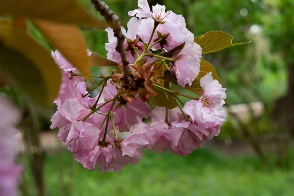 Růžový Třešně Kvetou Parku Během Jarní Sezóny — Stock fotografie