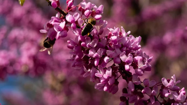 Spring Flowers. Purple Cercis Canadensis or Eastern Redbud Blossom. Cherry blossom. Bees on a sakura flower.