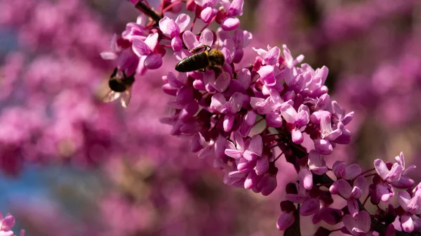 Fleurs Printemps Cercis Canadensis Violet Fleur Bourgeon Rouge Est Fleur — Photo