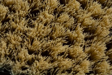 Kaktüs fiber fırçasının Macro fotoğrafı. Spa güzellik konsepti.