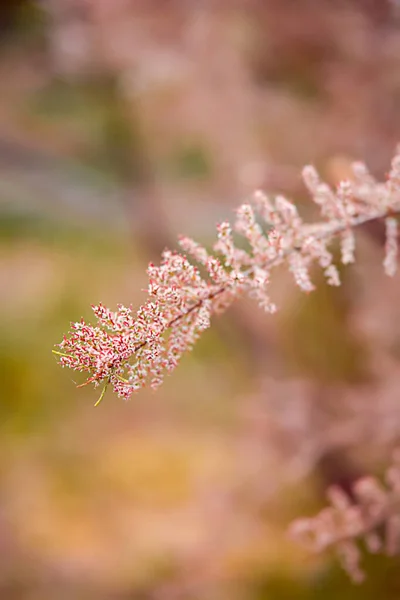 Bellissimi Rami Soffici Perline Arbusto Tamarix Fiori Lilla Ondeggiano Nel — Foto Stock