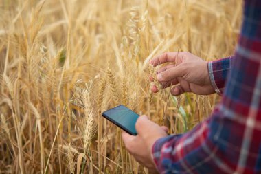 Bir çiftçi elinde telefon ve buğday tutuyor, Agronomist online veri yönetimi yazılımı kullanıyor, buğday tarlasında verim haritaları oluşturuyor.