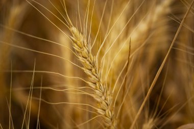 Buğday yakın çekim. Buğday tarlası. Olgunlaşan buğday başaklarının arka planı. Hasat ve yiyecek konsepti. Buğday kulaklarını kapat, bir yaz günü buğday tarlası. Hasat zamanı