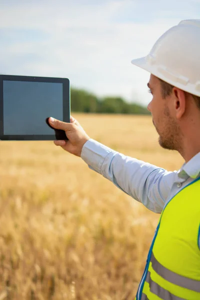 an engineer with a tablet in his hands stands in the middle of a green field, an agronomist in a field with wheat checks the harvest, smart farm, farming activities, eco products.